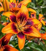 Image result for Orange Stargazer Lily