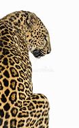 Image result for Back of a Leopard