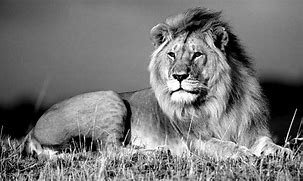 Image result for Lion Wallpaper Black and White