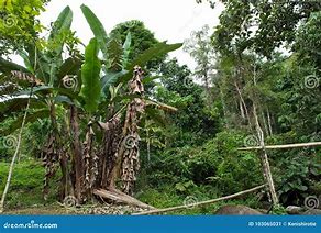 Image result for Banana Palm Tree