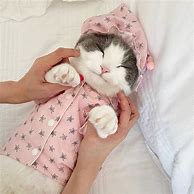 Image result for Cat Clothes