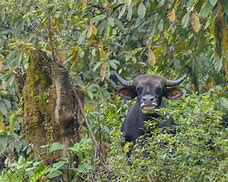 Image result for Gayal Animal