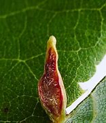 Image result for Eriophyid Tiliae Mite