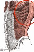 Image result for Serratus Anterior On Human No Skin