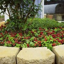 Image result for Sophia Ground Cover Raspberry