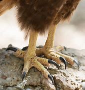 Image result for Hawk Claws