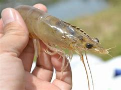 Image result for Shrimp Close Up