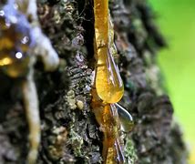 Image result for Red Tree Sap