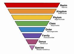 Image result for Taxonomy Classification Chart