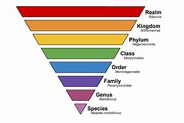 Image result for Compare and Contrast Classification and Taxonomy