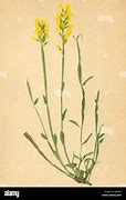 Image result for Genista Sagittalis