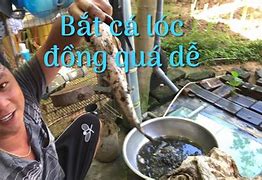 Image result for Cá Lóc Bằng Đồng