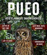 Image result for Dlnr Pueo Owl