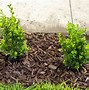 Image result for Plant Boxwood Shrubs