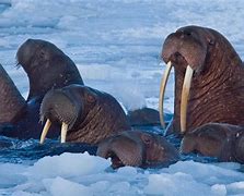 Image result for Arctic Ocean Marine Animals