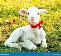 Image result for Cute Baby Lamb Smiling Brown