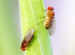 Image result for Fruit Fly Mutations