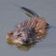 Image result for Muskrat Illinois