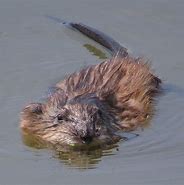 Image result for Show Me a Picture of a Muskrat