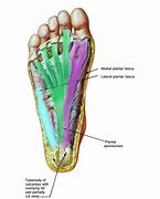 Image result for Foot Anatomy Plantar Arch