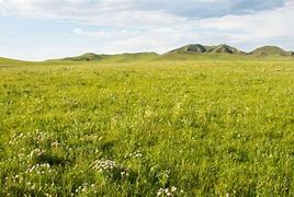 Image result for Puna Grassland Plants