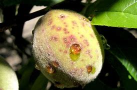 Image result for Nectarine Tree Diseases