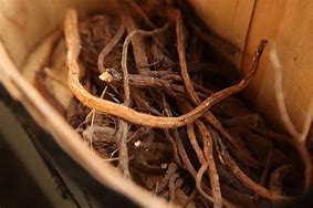 Image result for Polk Berry Roots