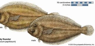 Image result for Flounder Aquarium