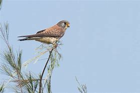 Image result for Lesser Kestrel