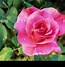 Image result for 70th Birthday Rose Bush