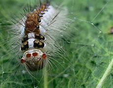 Image result for Tussock Caterpillar Philippines