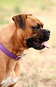 Image result for German Boxer Dog Side Profile