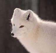 Image result for Arctic Fox Profile