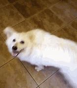 Image result for Yappy Dog GIF