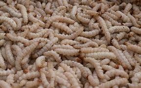 Image result for Blueberry Maggot