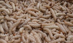 Image result for Kemasan Maggot