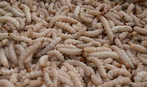 Image result for Maggot Extract