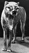 Image result for Thylacine Extinction