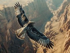 Image result for Eagle Flying Top View