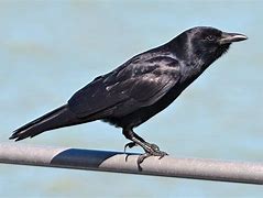 Image result for Bird Toobs with Crows