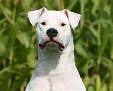 Image result for Dogo Argentino Puppy