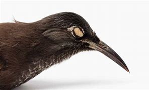 Image result for Kauai ʻŌʻō