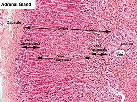 Image result for Adrenal Cortex Histology