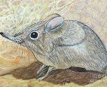 Image result for Shrew Drawing