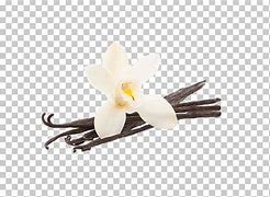 Image result for Vanilla Bean with Flower