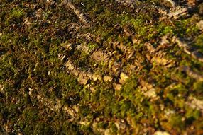 Image result for Log Covered in Moss