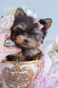 Image result for Cute Little Puppy Teacup Yorkie