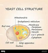 Image result for Yeast Structure Diagram