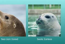 Image result for Sea Lion vs Seal