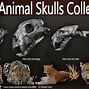 Image result for Strange Animal Skulls